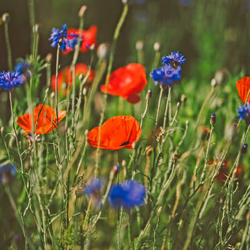 Poppies and Cornflower