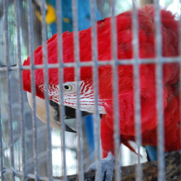 Macaws
