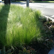 Plants