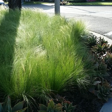 Drought Ready and Beautiful