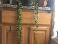 Why is My String of Pearls Drying Out and Dying?