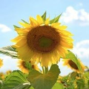Megan Damiano's photo