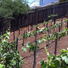 vineyards