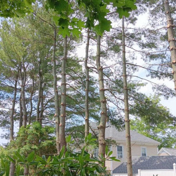 Tree Trimming