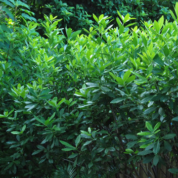 Woodland Garden
