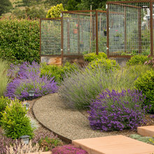 chicken garden
