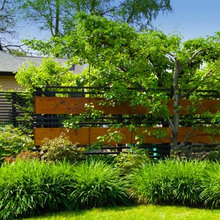 Backyards