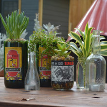 plants