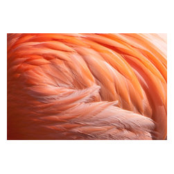 Douglas Page Photographic Arts - Flamingo Curl, 36"x24" - Photographs