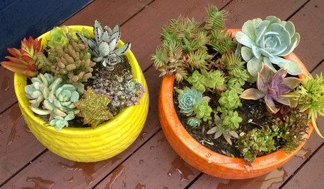 今からはじめたい多肉植物いっぱいの部屋づくり