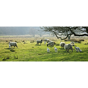 Sheep Grazing In A Pasture  Derbyshire  England Print