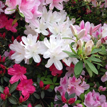 Azalea In March #BatonRouge Louisiana