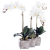 Three Sisters Real Touch White Orchid Arrangement