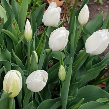 White flower gardens in a compact urban Ottawa setting