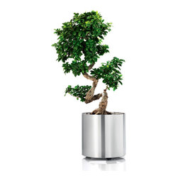 Blomus 65104 Greens Planter on Castors - Products