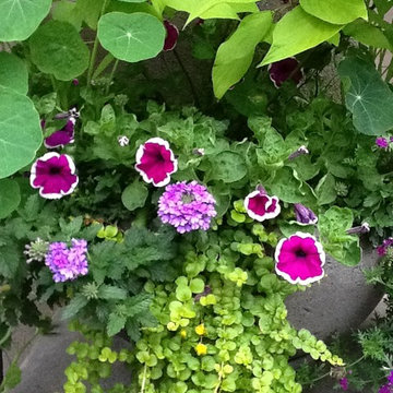 Container Gardens