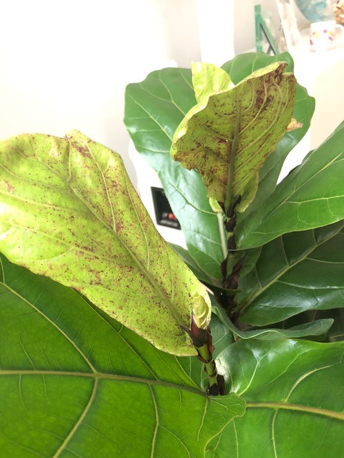 Fiddle Leaf Plant yellow with brown spots.