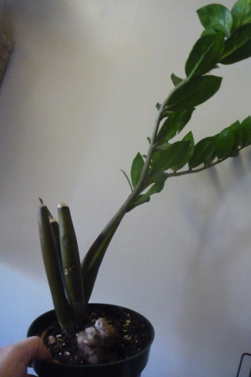Zz Plant Rescue Zz Plant Rescue