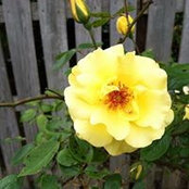 Kelly Sharp's photo