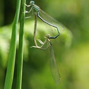 Jardin Naturel's photo