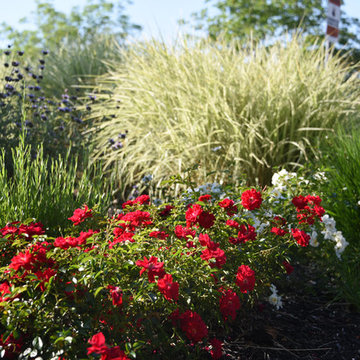 Santa Rosa Front Garden