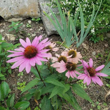Low Maintenance Wildlife Garden in New York's Capitol Region