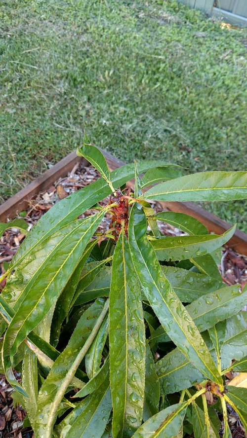 Peach and nectarine problems