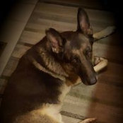 Donna Vandivers foto