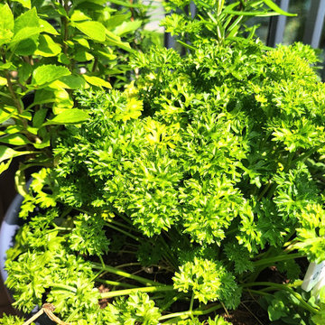 The Year of the Edible Gardens