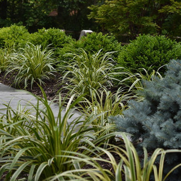 Variegated Liriope with a hedge of Green Velvet Boxwoods