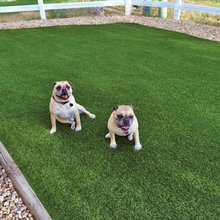 Dog Courtyard