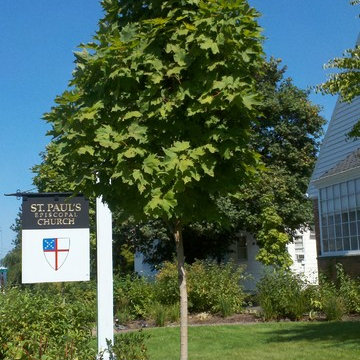 Dwarf And Compact Sugar Cone Maple Trees - Photos & Ideas | Houzz