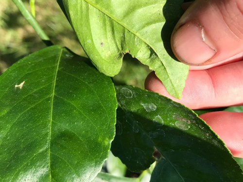 Diagnosing leaf problems - new Meyer lemon | Houzz Forum