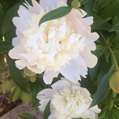 Deborah Johnson's photo