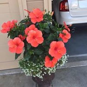 Sherry McCutcheon's photo