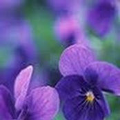 Foto von Ingrid James
