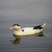 Evike Goudreault's photo