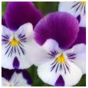 Valerie Stclair's photo