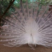 Jowana Epps's photo