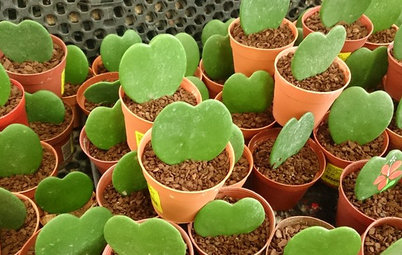 Share the Love With an Adorable Heart Hoya Plant