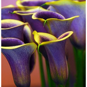 Zantedeschia (Calla Lilies)