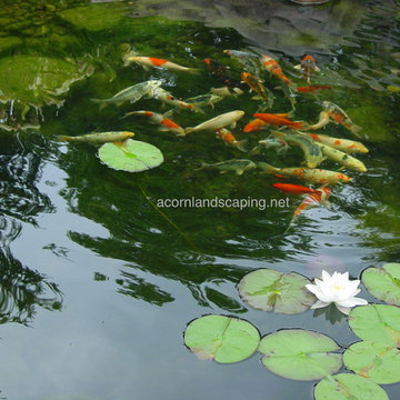 Pond fish Rochester NY, water garden pond fish Monroe County NY, by Acorn