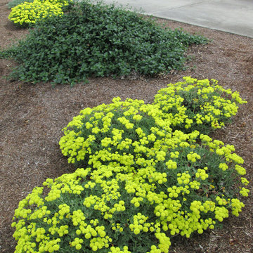 The Baker Family's California Native Garden