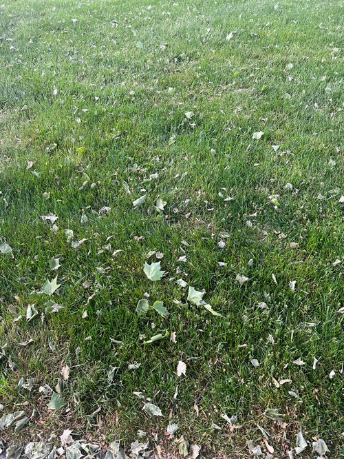 Sycamore dropping leaves