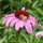 farren_wyner60