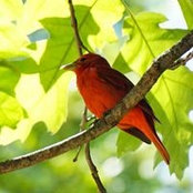 Cindy Gustafson's photo