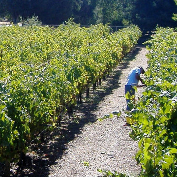 Residiential private vineyards designed, constructed, installed and managed