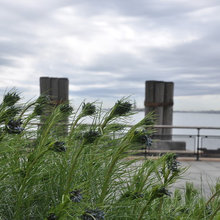 Plants - Garden