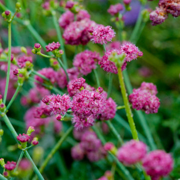 Red Buckwheat