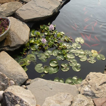 Littlefield Farm: Koi Pond Progression